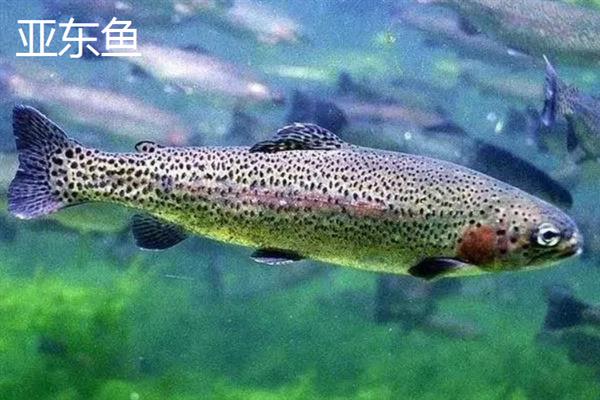 西藏日喀则市有什么特产，亚东木耳具有很高的知名度
