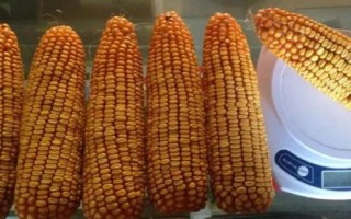 ND1318玉米种简介,密度4000株/亩左右