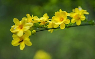 迎春花的品种，常见的有探春、云南黄素馨等