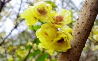 蜡梅的开花时间,11月中旬到第二年3月开花