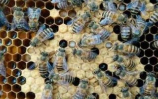 如何安全合并蜂群,弱群并入强群、无王群并入有王群