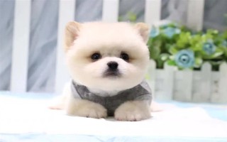 怎么养茶杯犬幼犬，幼龄时期必须供给充足的营养