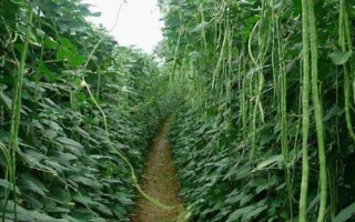 豆角的种植时间,在我国长江以南各地春、夏、秋均可栽培