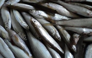 白条鱼的刺多不多，体内有大量鱼刺用来保持身体平衡