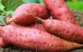 甘薯和红薯的区别,二者其实没有实质性区别、只是叫法有差异