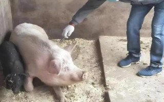猪用林可霉素加头孢能治疗哪种病,猪咳嗽时不清楚发病原因便可使用