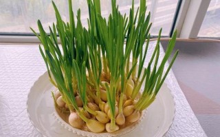 盆栽蒜苗能收割多少次，一般可连续收割3-4次