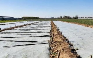 冬季对于蔬菜苗要做什么工作,控制好温度、湿度及光照