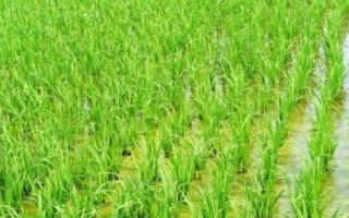 鄂丰7A水稻种简介，不育系5月中旬播种