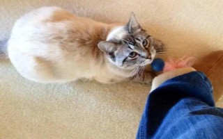 猫咪不喜欢主人的原因，可能惩罚了它或应激因素过多