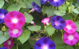 牵牛花的种植技术，一般在春夏播种