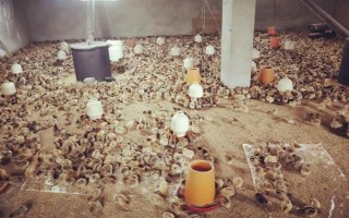 小鸡的饲养要点，根据当前日龄调整温度