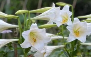 山村适合种植，可以选择种植天麻、百合、核桃等