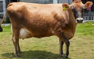 奶牛有什么本领，可以产出大量的牛奶