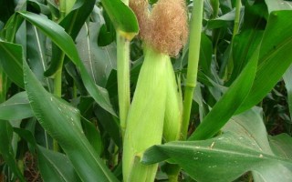 中禾2号玉米种子特点,高抗茎腐病