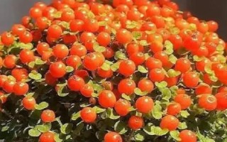 怎么养护红果薄柱草，每天至少晒光3小时