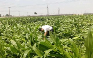 玉米灌浆期倒伏怎么办，可人工扶直