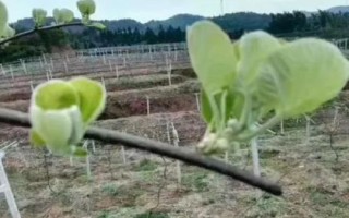 猕猴桃各个阶段管理要点，不同阶段的管理要点不同