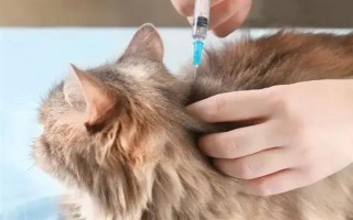 犬猫上呼吸道感染怎么治疗和护理，根据引发原因采取不同的解决措施