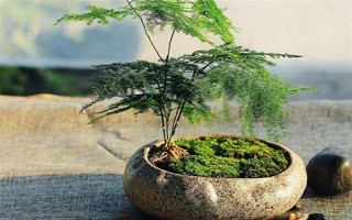 文竹冬季的养护方法，需及时保暖