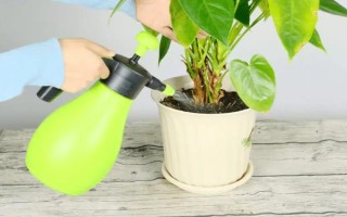 烟草花几点开放，在傍晚六点开花