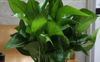 绿萝需要施肥吗，不同的生长阶段所需肥料叶有所不同