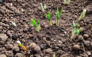 盆栽藏红花的存活时间，一般只有3-5年