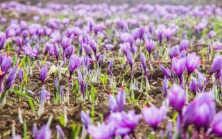 怎么种植藏红花，播种前结合耕翻施足底肥