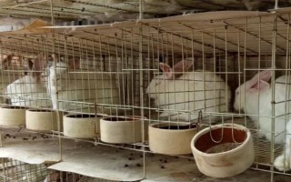 兔舍如何保温防寒,母兔繁殖舍应建立保温室