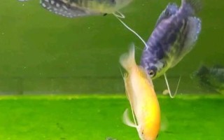 曼龙鱼多久换一次水，两至三天换一次水