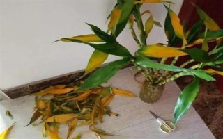 盆栽富贵竹有哪些注意事项，冬季要减少或停止浇水