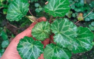 虎耳草在几月开花，每年4到11月开花