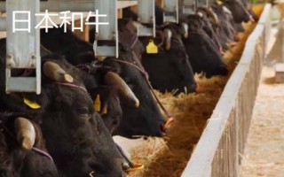 10种最贵的牛，包括日本和牛、安格斯牛、夏洛莱牛等品种