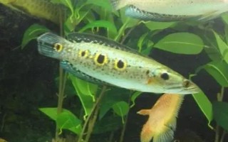七彩海象简介,体长可达40-60厘米