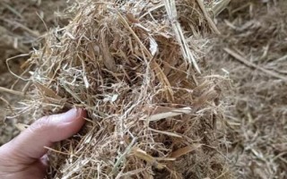 肉牛的食欲差怎么办，第一反应就应该是驱虫