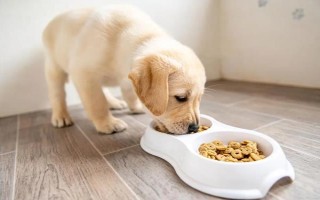 狗狗有皮肤病能不能洗澡，情况不严重时才能清洗