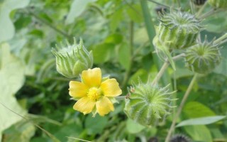 农村常见的野草，常见的有苘麻、艾草等