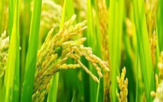 Y两优6号水稻品种简介，中抗纹枯病（病指36）