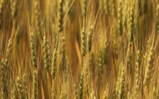 唐麦76小麦种子特点，注意防治病虫害