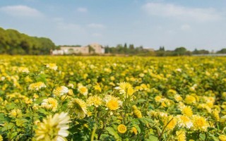 白晶菊如何养殖，每半个月施肥一次
