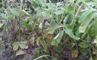 怎么防治花生青枯病，要进行水旱轮作、发现病株需拔除并烧毁