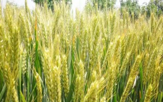 福高1号小麦品种的特性，生育期229.5天