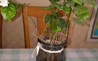 水培茉莉多少天生根,15-20天就可以生根