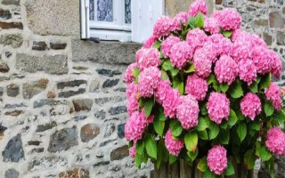 养殖洋绣球花的注意事项，选择酸性土壤种植为佳