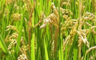 菁华粉稻水稻种子特点,全生育期早稻119.8天