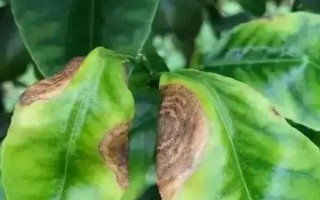 柑橘病虫害防治办法，常见的有疮痂病、溃疡病等