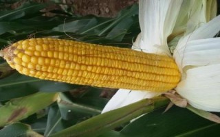 渭玉1838玉米品种简介,种植密度每亩保苗5000以上