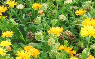 九月菊如何养殖，在生长期间需要充足的光照