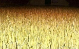 蒜黄如何栽培，播种时要尽可能密植