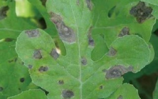 西瓜疫病症状，主要危害西瓜的根茎部